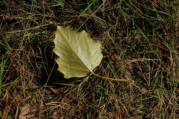 Une Feuille Brune Sur Herbe Dans Forêt — Photo