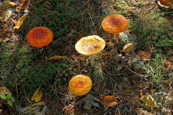 화창한가 숲에서 이끼에 빨간색 Toadstools — 스톡 사진