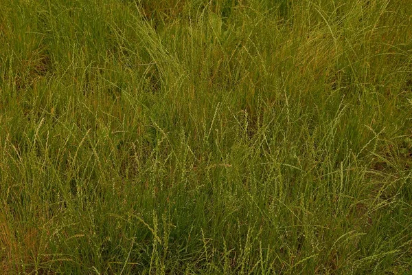 Grön Växt Naturliga Textur Med Högt Gräs — Stockfoto