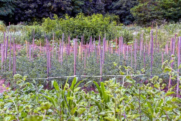 Huerta Con Hileras Plantas Verdes Palos Madera —  Fotos de Stock