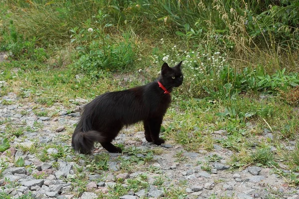 Czarny Kotek Jest Drodze Zielonej Trawie — Zdjęcie stockowe