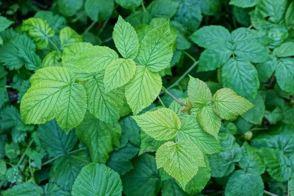 Foglie Gialle Verdi Rami Cespuglio Lampone — Foto Stock