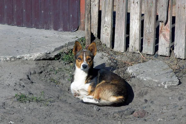 Cão Está Deitado Chão Cinzento Fora — Fotografia de Stock