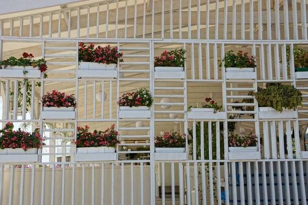 Weiße Hauswand Mit Töpfen Mit Zierpflanzen Und Blumen — Stockfoto