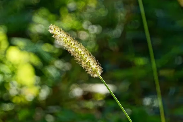 阳光下的小草小野草叶 — 图库照片