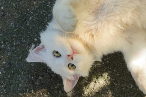 Gatinho Branco Deitado Asfalto Cinza Rua — Fotografia de Stock