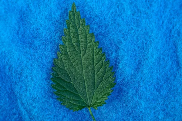Folha Verde Urtiga Tecido Azul — Fotografia de Stock