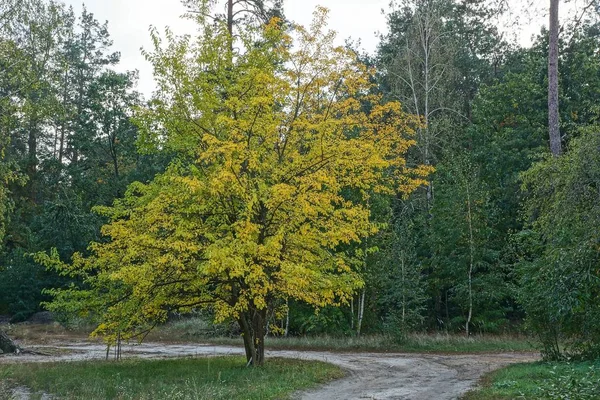 Big Tree Yellow Leaves Road Edge Forest — Stock Photo, Image