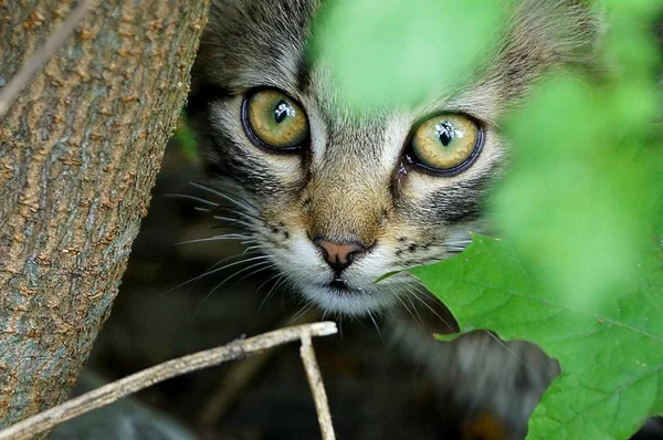 叶子和植物之间绿色眼睛的小猫的枪口 — 图库照片