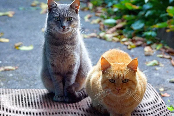 Dwa Koty Siedzą Tuż Progiem Ulicy — Zdjęcie stockowe