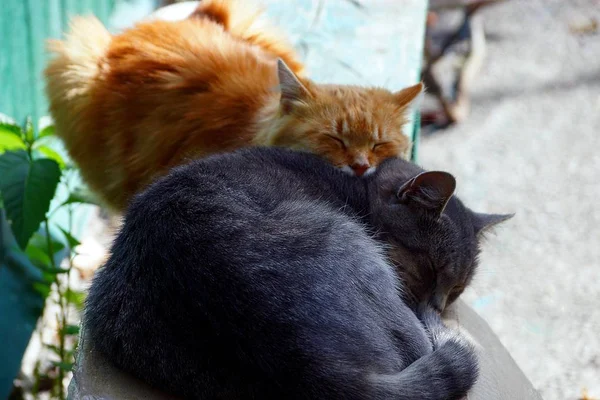 红色和灰色的猫在街上睡在一起 — 图库照片