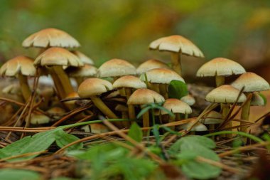 ormanda yere birçok küçük yenmez sarı ve kahverengi mantar büyümek