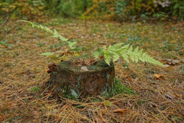 yeşil eğreltiotu yaprakları üzerinde eski bir ağaç kütüğü