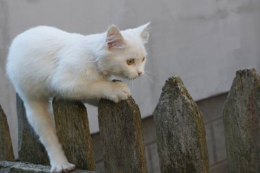 gri bir ahşap çit üzerinde bir beyaz kedicik