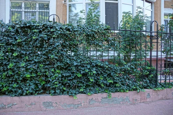 iron metal black fence covered with green vegetation