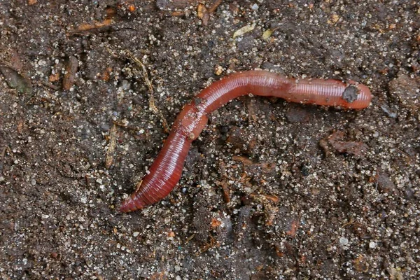 Grote Rode Lange Worm Grijze Ter Plekke — Stockfoto