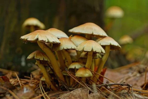 Lots Yellow Brown Mushrooms Grow Ground Forest Stock Photo