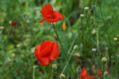 Yeşil çayır üzerinde kırmızı çiçek haşhaş
