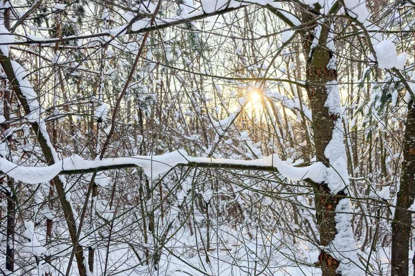 Petites Branches Bois Dans Une Forêt Avec Neige Blanche — Photo