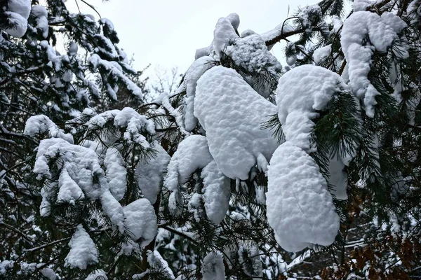 Bosque Invierno Con Ramas Árboles Bajo Nieve — Foto de Stock