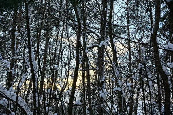 Arbres Branches Sous Neige Blanche Soleil — Photo