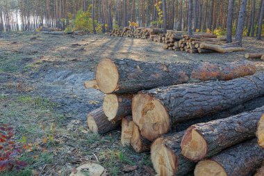 büyük bir yığın çam ormanı kesimler günlüğe kaydeder.