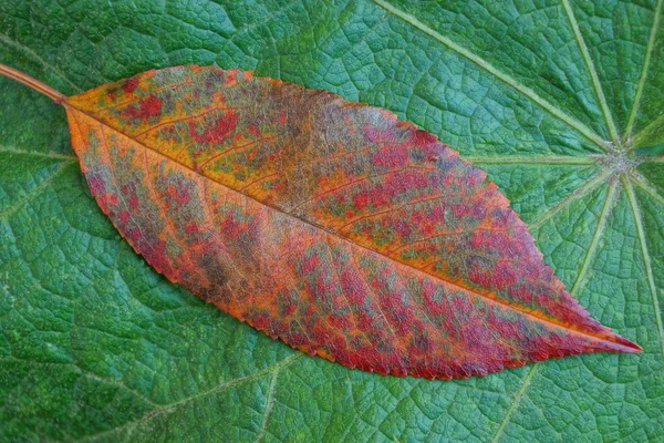 Rode Droog Gevallen Blad Een Groot Groen Blad — Stockfoto