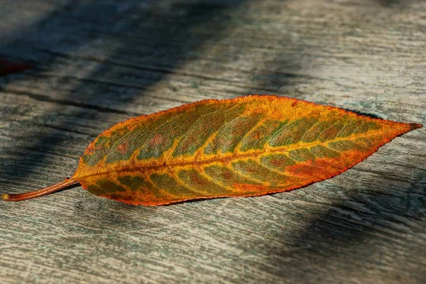 Ein Farbiges Trockenes Gefallenes Blatt Auf Einem Grauen Holzbrett — Stockfoto