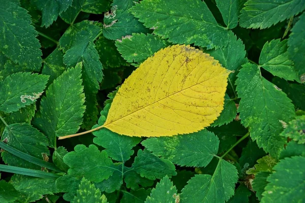 Una Foglia Gialla Secca Sulle Foglie Verdi Delle Piante Del — Foto Stock