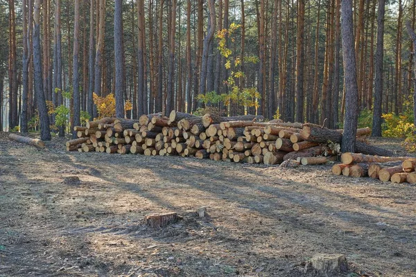 Uma Grande Pilha Longos Troncos Pinho Uma Floresta Cortada — Fotografia de Stock