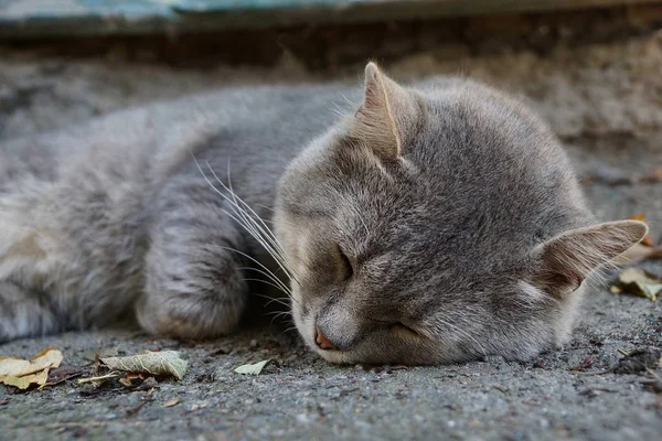 Grande Gato Cinza Mentiras Dorme Asfalto — Fotografia de Stock