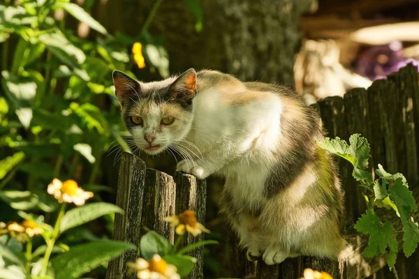 Gefleckte Katze Auf Einem Zaun — Stockfoto