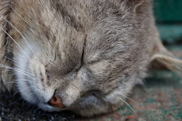 Nariz Castanho Focinho Gato Cinzento Adormecido — Fotografia de Stock