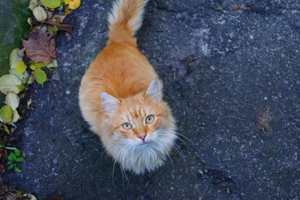 Кошка Сидит Дороге Серого Асфальта — стоковое фото