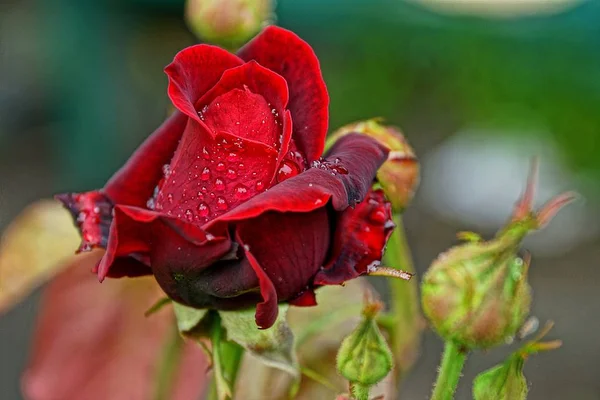 Czerwona Róża Krople Wody Ogrodzie — Zdjęcie stockowe