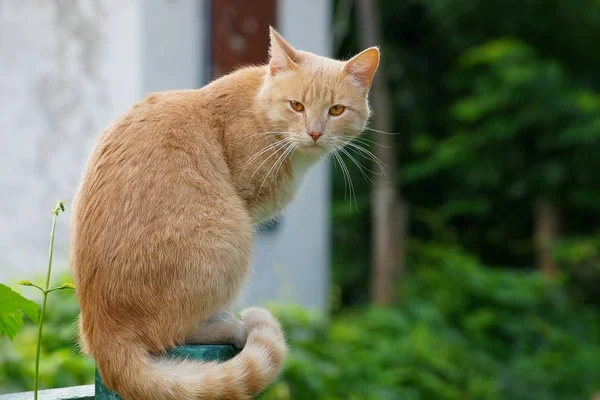 Eine Große Rote Katze Sitzt Auf Einem Zaunpfahl Der Nähe — Stockfoto