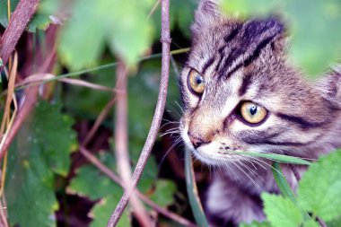 Gri kedi içine bakmak büyük yeşil gözlü bırakır
