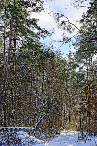 Route Enneigée Dans Une Forêt Pins Par Une Journée Ensoleillée — Photo