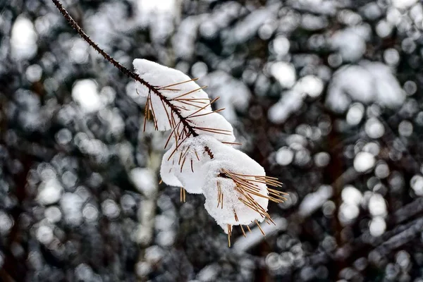 Une Branche Pin Brun Dans Neige — Photo