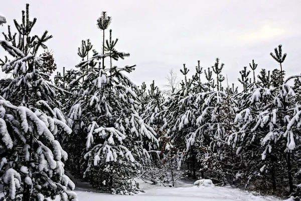 Des Pins Verts Sous Neige Blanche Dans Forêt — Photo