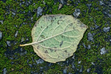 bir yaprak yeşil yosun yalan
