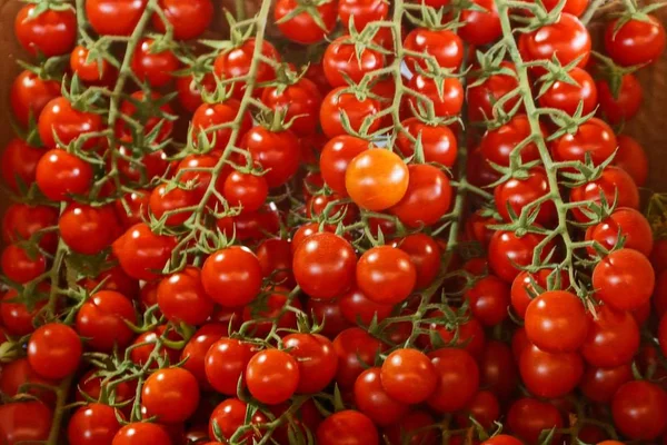 Textura Vegetal Natural Tomates Vermelhos Nos Ramos — Fotografia de Stock
