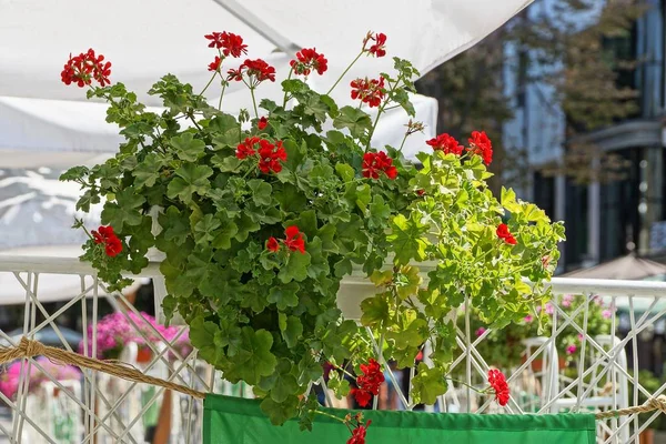 Una Maceta Con Una Planta Ornamental Verde Con Flores Rojas — Foto de Stock