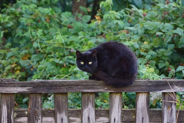 Gato Preto Senta Uma Cerca Madeira Cinza — Fotografia de Stock