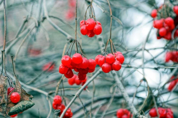 Красные Ягоды Вибурнума Ветвях Куста Осеннем Саду — стоковое фото