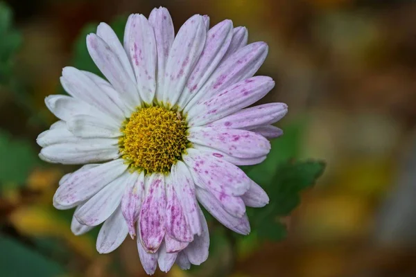 Bourgeon Une Grande Fleur Fleurie Dans Jardin — Photo