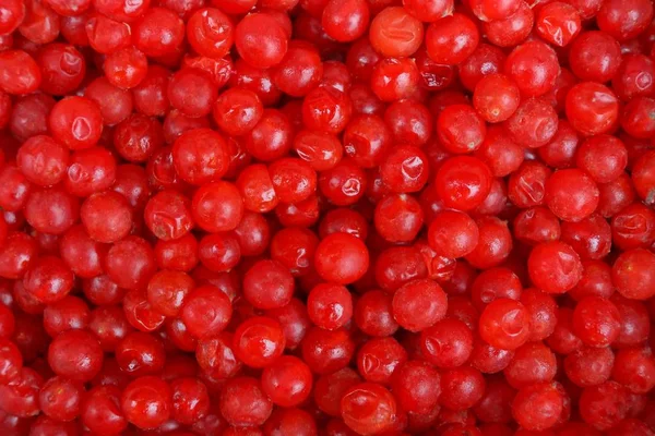 Natürliche Konsistenz Kleiner Roter Beeren Von Viburnum — Stockfoto