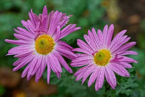 Zwei Knospen Roter Blüten Wassertropfen — Stockfoto