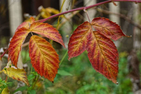 ラズベリーの枝に つの大きな赤い葉 — ストック写真