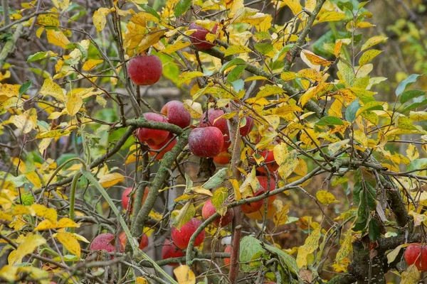 Červená Jablka Stromě Žluté Zelené Listy Podzim Zahradní — Stock fotografie
